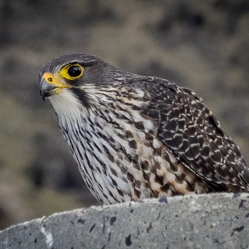 New Zealand Falcon
