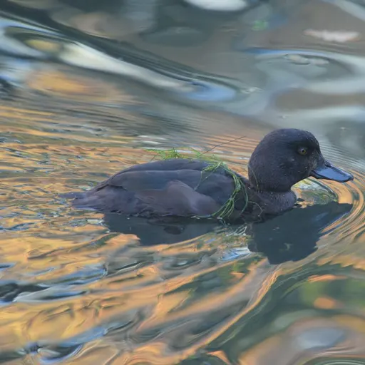 New Zealand Scaup