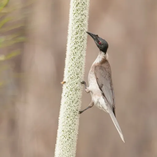 Noisy Friarbird