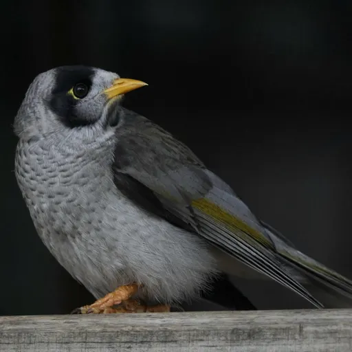 Noisy Miner