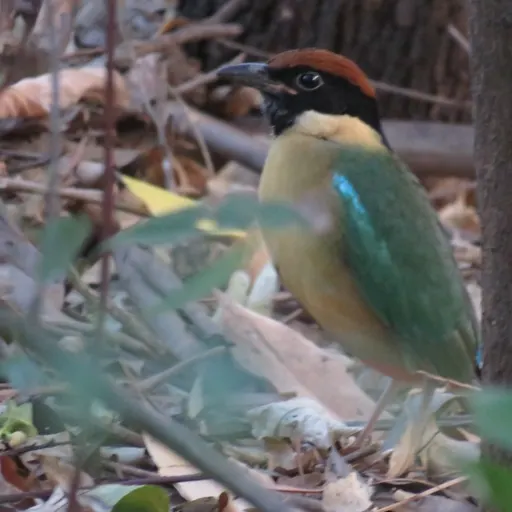 Noisy Pitta