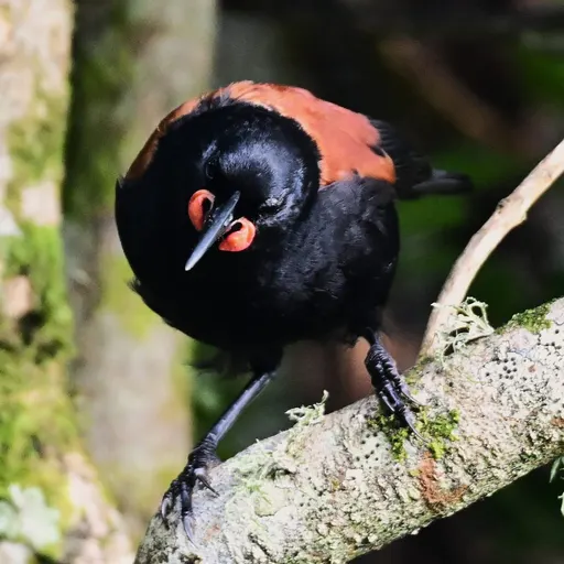 North Island Saddleback