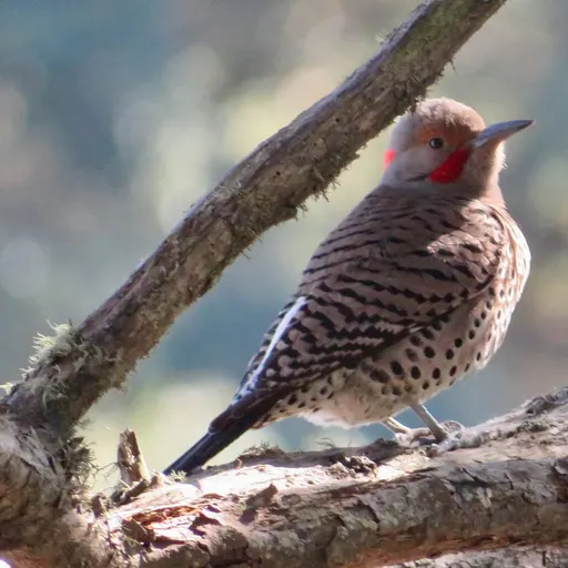 Northern Flicker