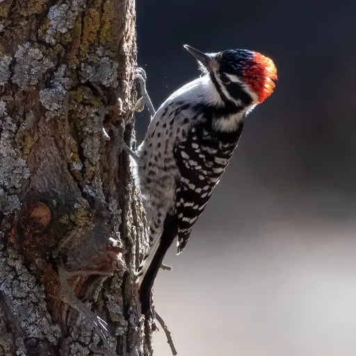 Nuttall's Woodpecker