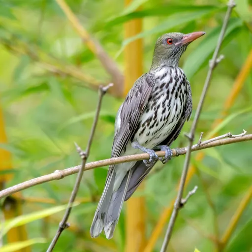 Olive-backed Oriole
