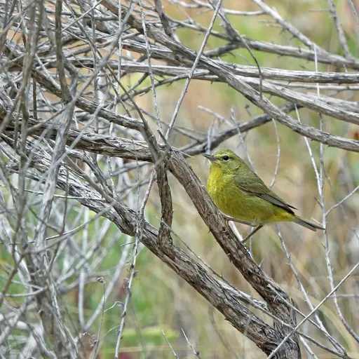 Orange-crowned Warbler
