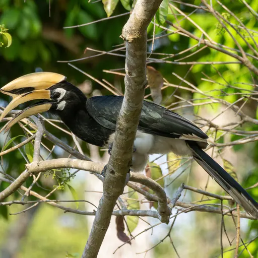 Oriental Pied-Hornbill