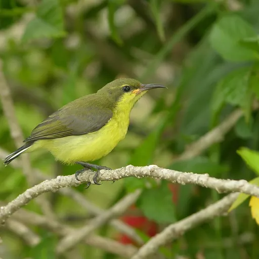Ornate Sunbird