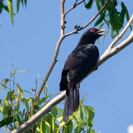 Pacific Koel