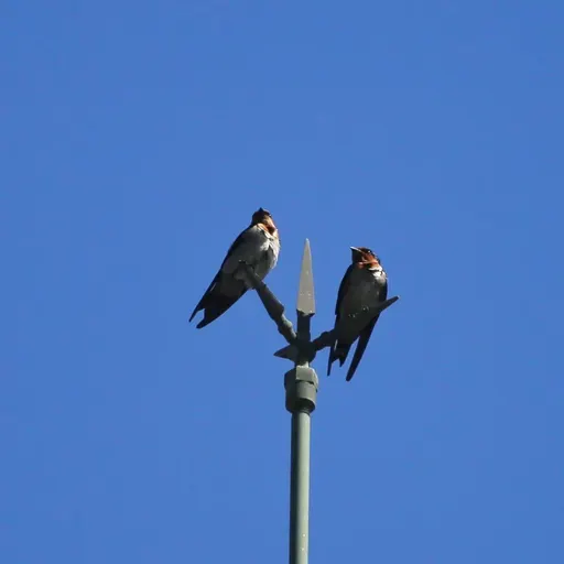 Pacific Swallow