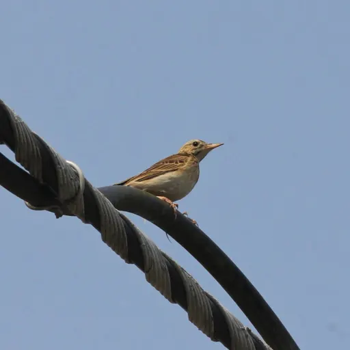 Paddyfield Pipit