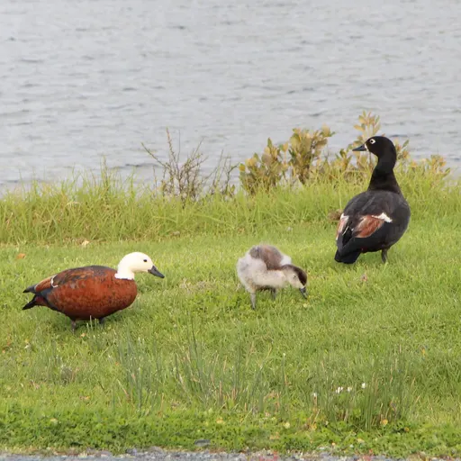 Paradise Shelduck