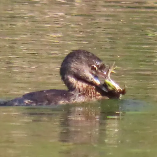 Pied-billed Grebe