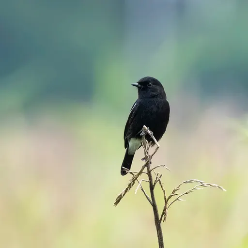 Pied Bushchat