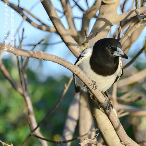Pied Butcherbird