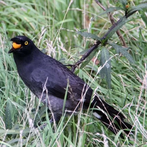 Pied Currawong with a bright yellow eye