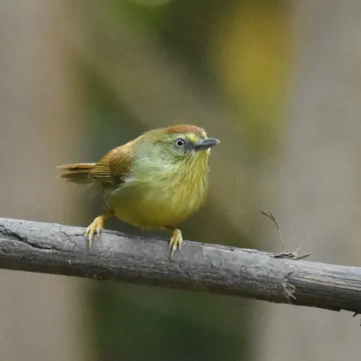 Pin-striped Tit-Babbler