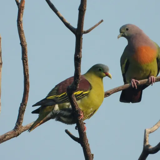 Pink-necked Green-Pigeon