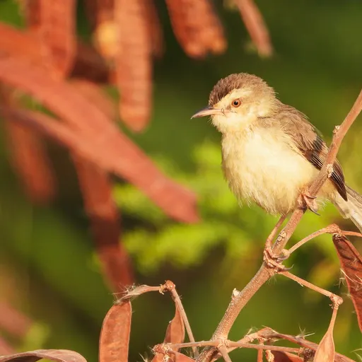 Plain Prinia