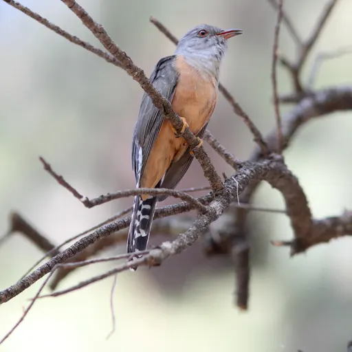 Plaintive Cuckoo