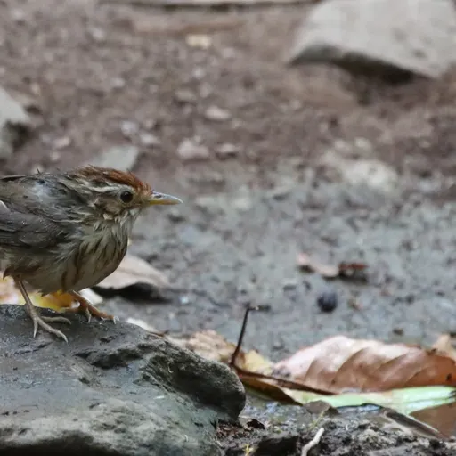 Puff-throated Babbler