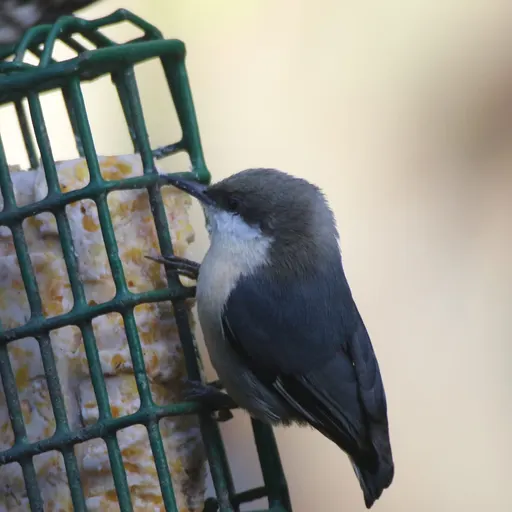 Pygmy Nuthatch