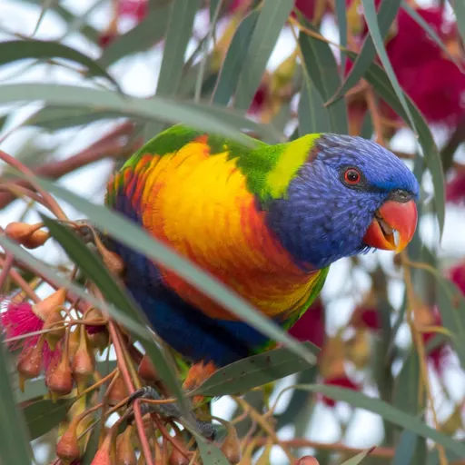 Rainbow Lorikeet in a flowering tree