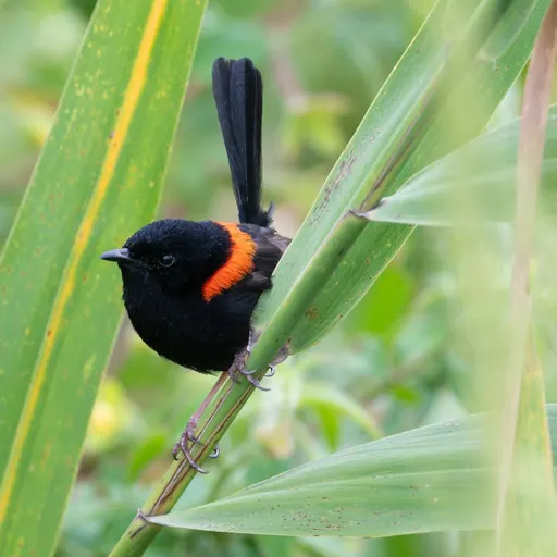 Red-backed Fairywren