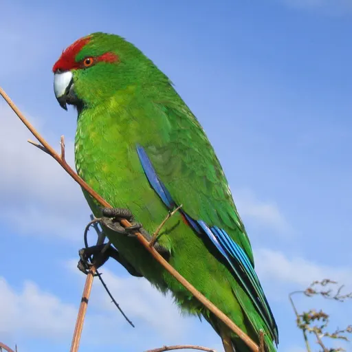 Red-crowned Parakeet