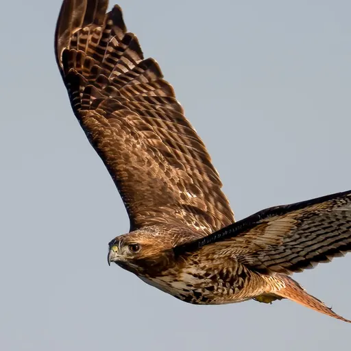 Red-tailed Hawk
