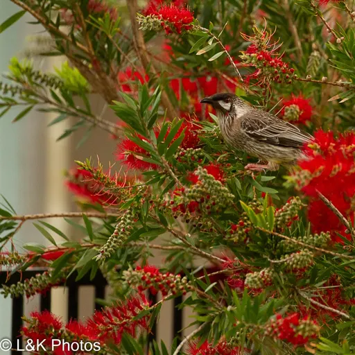 Red Wattlebird