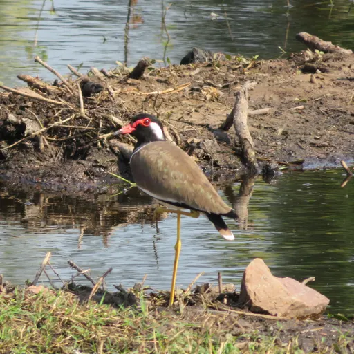 Red-wattled Lapwing