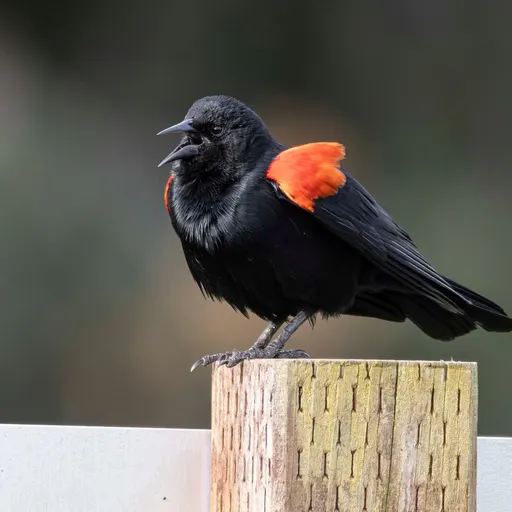 Red-winged Blackbird