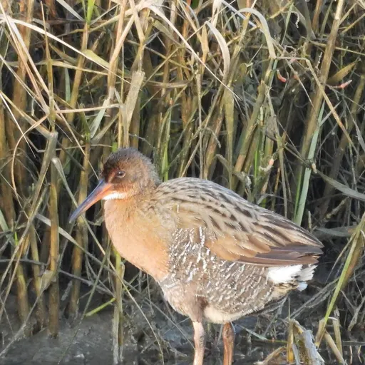 Ridgway's Rail