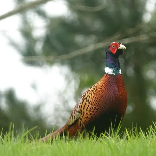 Ring-necked Pheasant