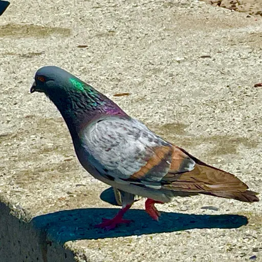Rock Pigeon