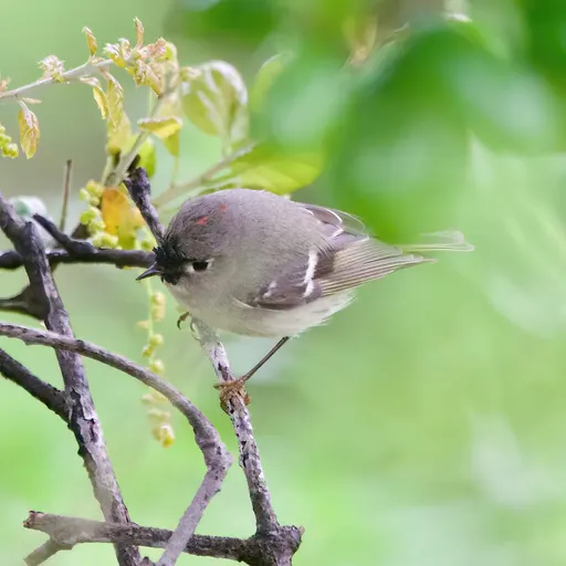 Ruby-crowned Kinglet