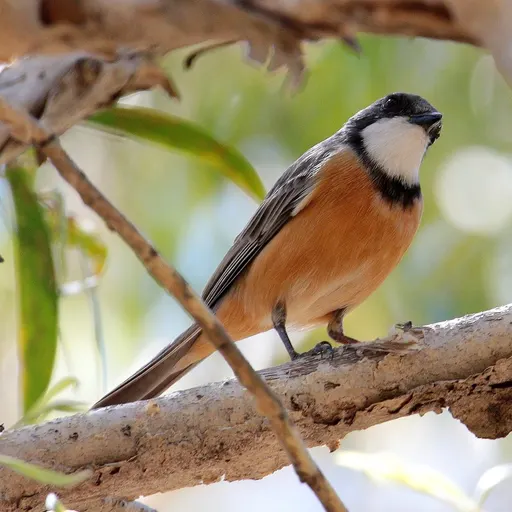 Rufous Whistler