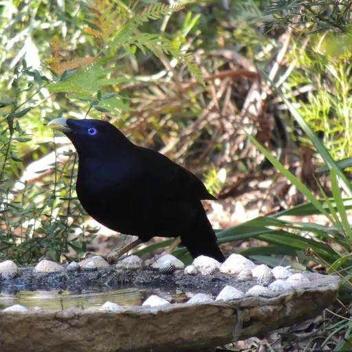 Satin Bowerbird
