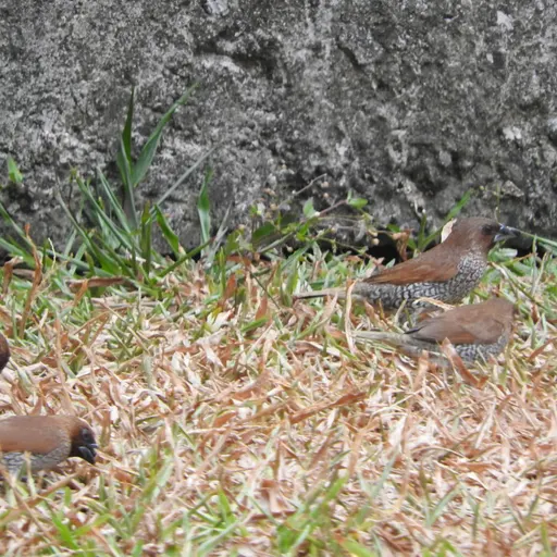 Scaly-breasted Munia