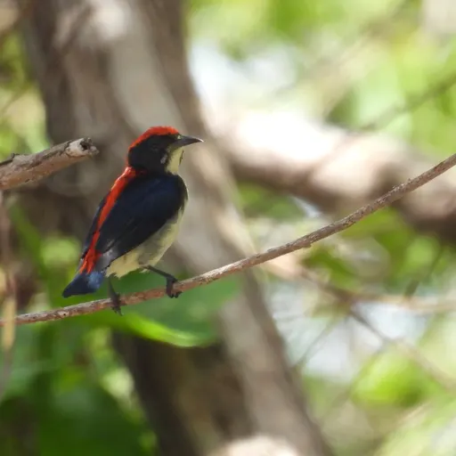 Scarlet-backed Flowerpecker