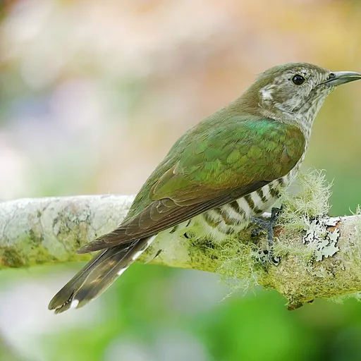 Shining Cuckoo