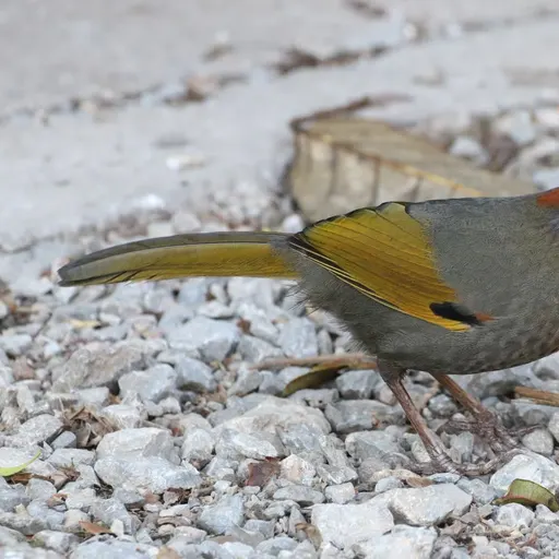 Silver-eared Laughingthrush