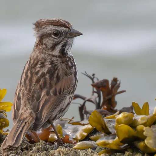 Song Sparrow