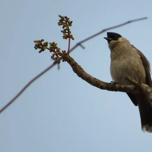 Sooty-headed Bulbul