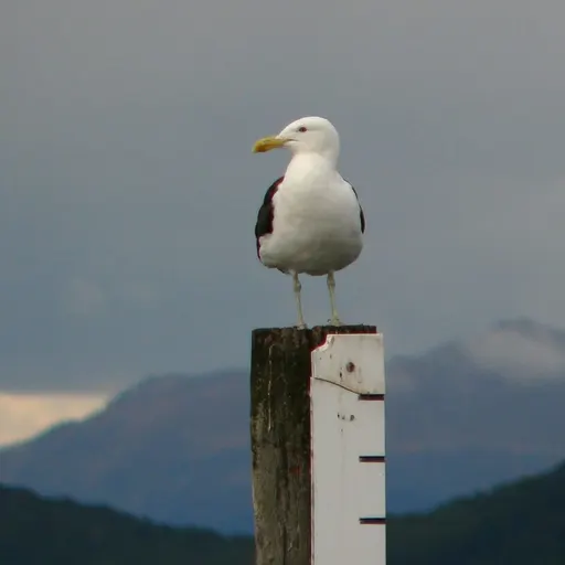 Southern Black-backed Gull