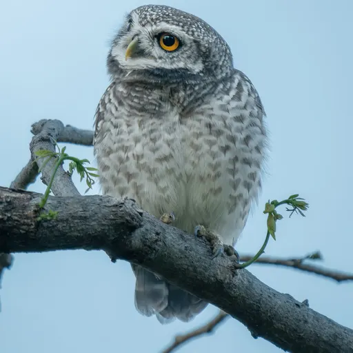 Spotted Owlet