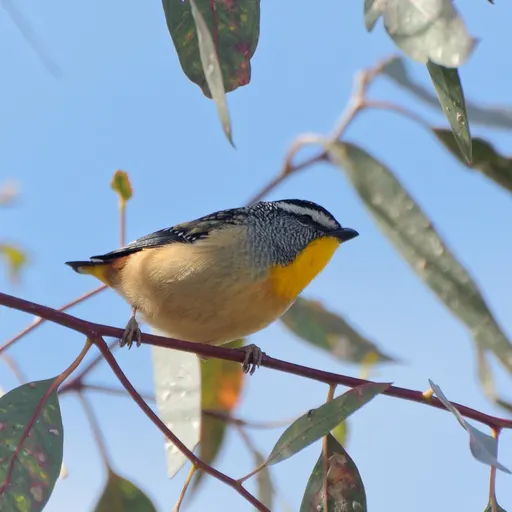 Spotted Pardalote