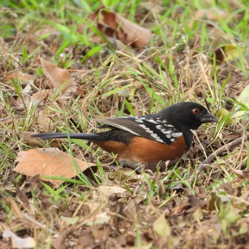 Spotted Towhee