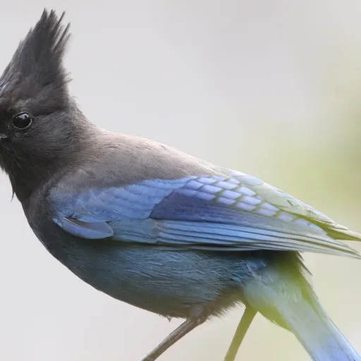 Steller's Jay